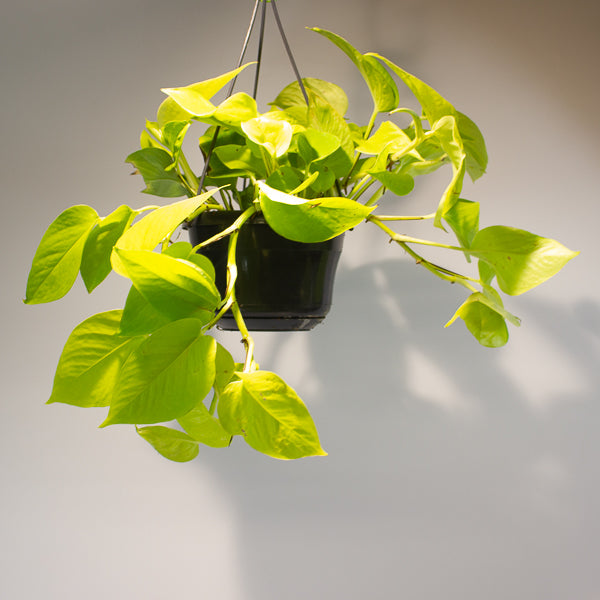 Epipremnum pinnatum 'Golden Pothos' 15cm H40cm