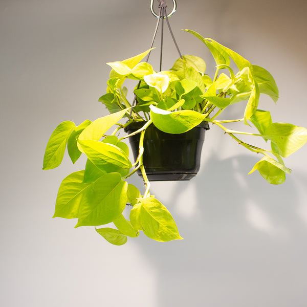 Epipremnum pinnatum 'Golden Pothos' 15cm H40cm