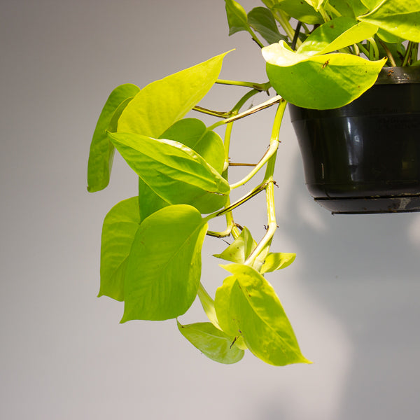 Epipremnum pinnatum 'Golden Pothos' 15cm H40cm