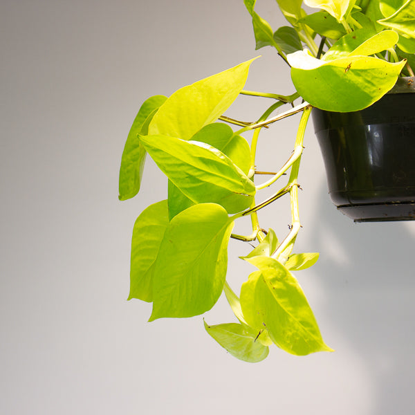 Epipremnum pinnatum 'Golden Pothos' 15cm H40cm
