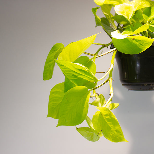 Epipremnum pinnatum 'Golden Pothos' 15cm H40cm