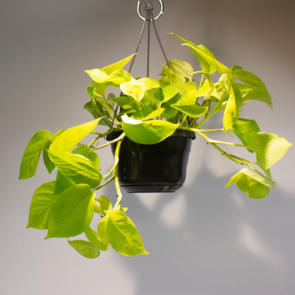 Epipremnum pinnatum 'Golden Pothos' 15cm H40cm