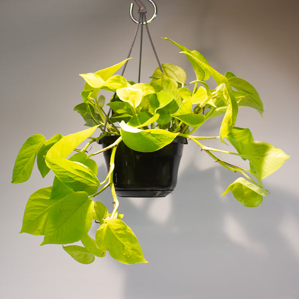 Epipremnum pinnatum 'Golden Pothos' 15cm H40cm