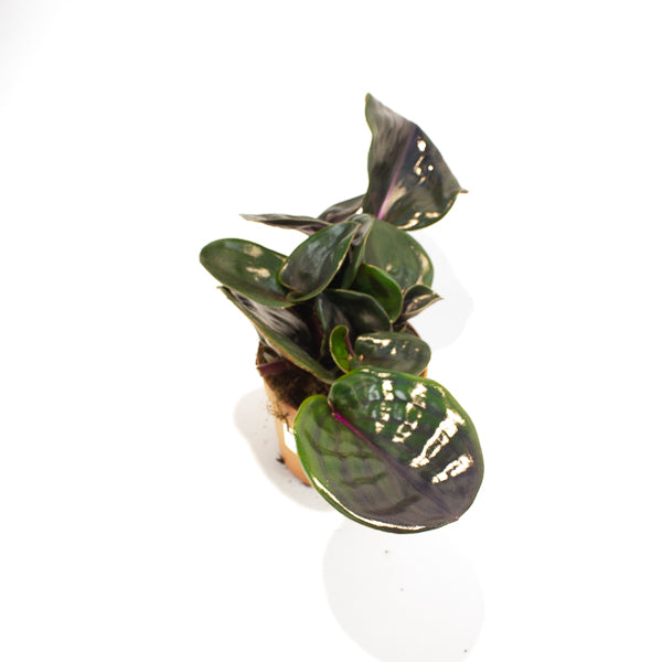 Geogenanthus ciliatus Midnight Pearl 12cm H5cm