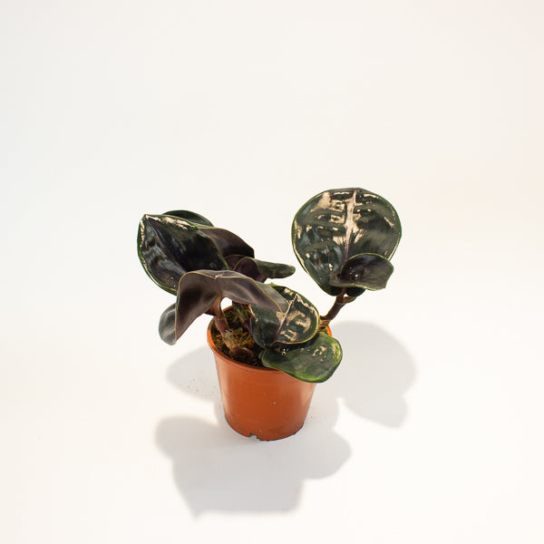 Geogenanthus ciliatus Midnight Pearl 14cm H30cm