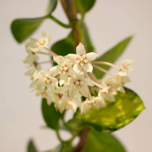 Hoya australis 'Lisa' 12cm H45cm