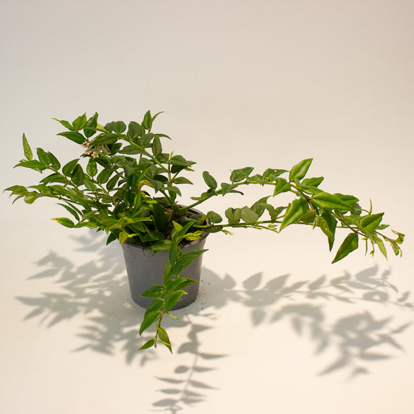 Hoya Bella 12cm H30cm