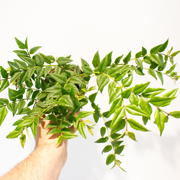 Hoya Bella 12cm H30cm