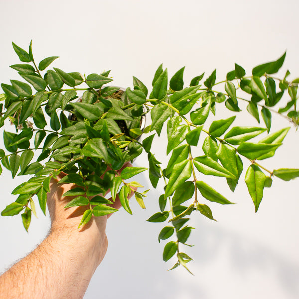 Hoya Bella 12cm H30cm