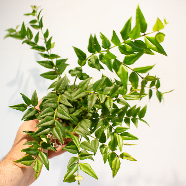 Hoya Bella 12cm H30cm