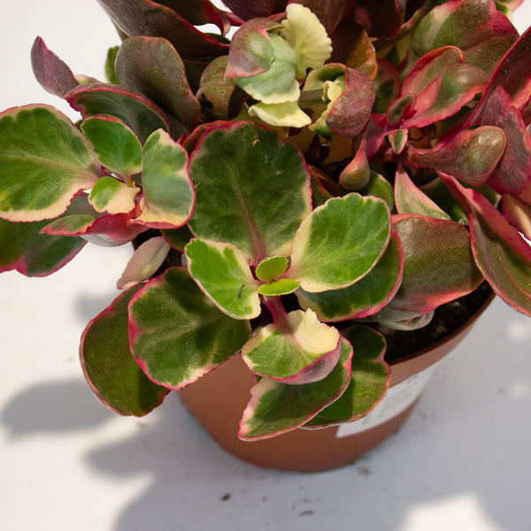 Kalanchoe Variegata 13cm H20cm