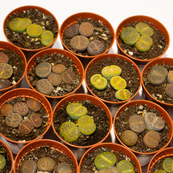 lithops - Choose One from our selection 5.5cm H8cm