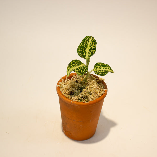Jewel Orchid Anoectochilus Sapphire - Terracotta 7cm H15cm