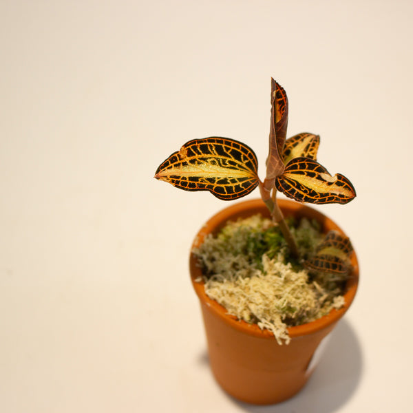 Jewel Orchid Anoectochilus Sunstone - Terracotta 7cm H15cm
