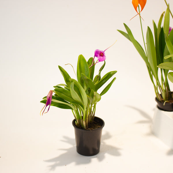 Masdevallia mix - Choose One from our selection 6cm H25cm