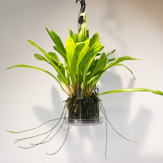 Monkey Face Orchids - Dracula simia 15cm H45cm