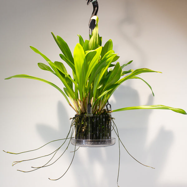 Monkey Face Orchids - Dracula simia 15cm H45cm