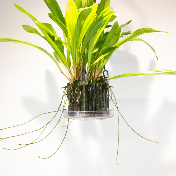 Monkey Face Orchids - Dracula simia 15cm H45cm