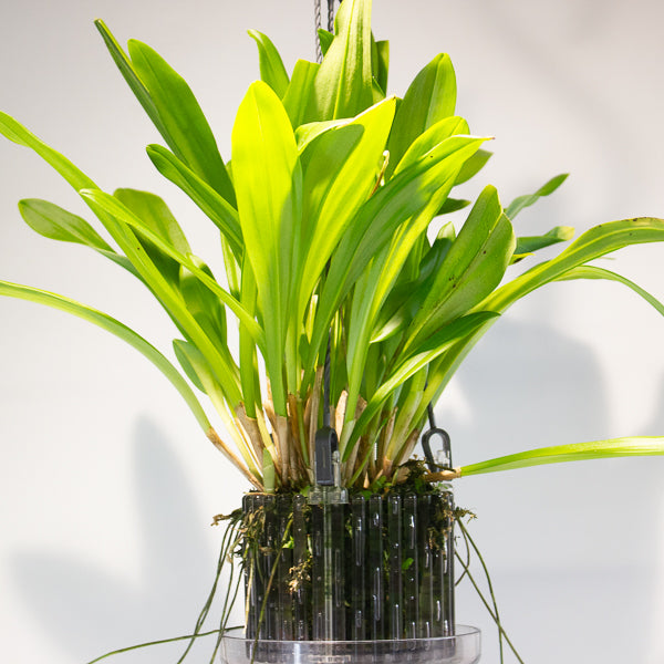 Monkey Face Orchids - Dracula simia 15cm H45cm