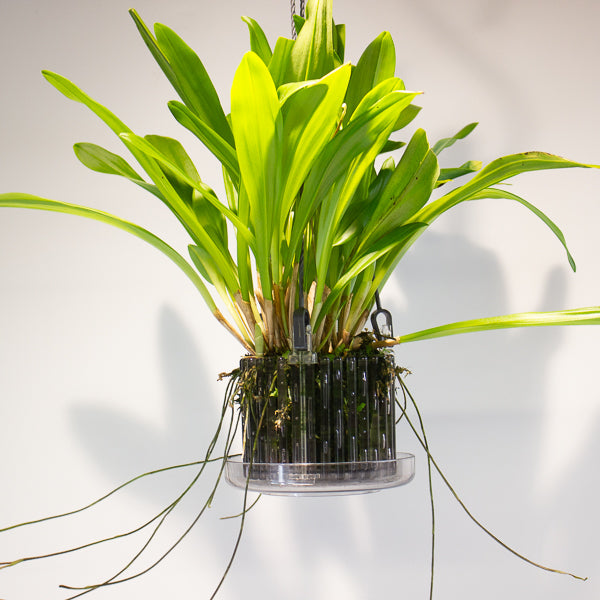 Monkey Face Orchids - Dracula simia 15cm H45cm