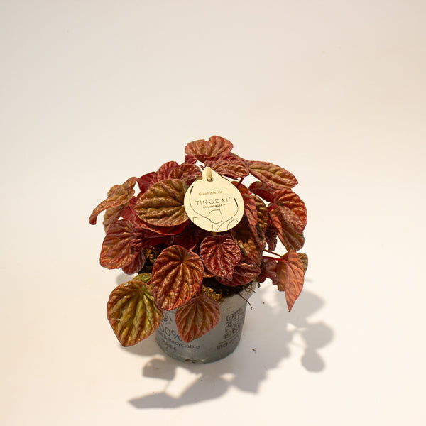 Peperomia caperata Quito 11cm H18cm