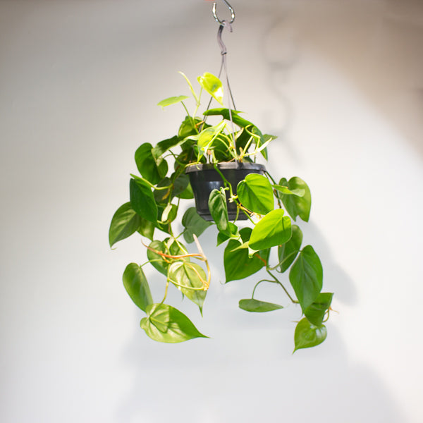 Philodendron scandens 15cm H40cm
