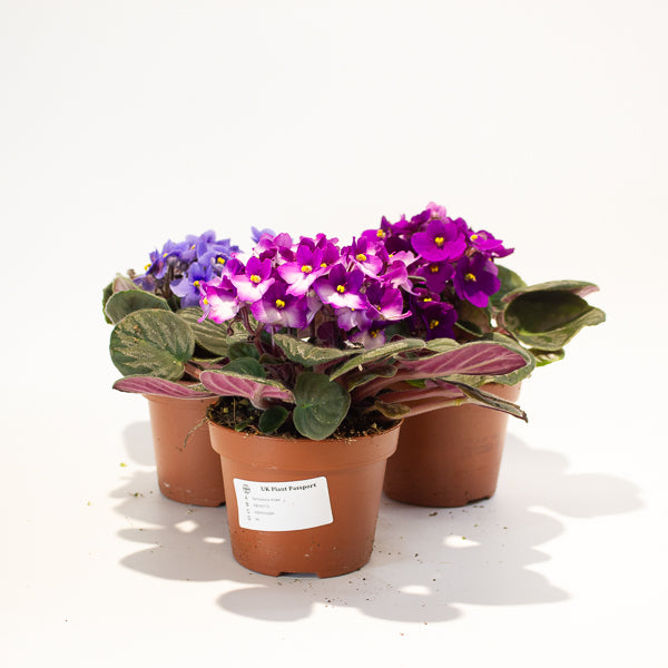 African Violet - Saintpaulia mixed - Choose One from our selection 12cm H20cm