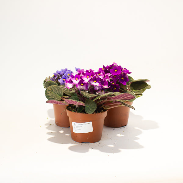 African Violet - Saintpaulia mixed - Choose One from our selection 12cm H20cm