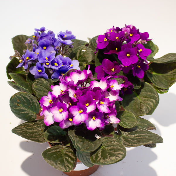 African Violet - Saintpaulia mixed - Choose One from our selection 12cm H20cm