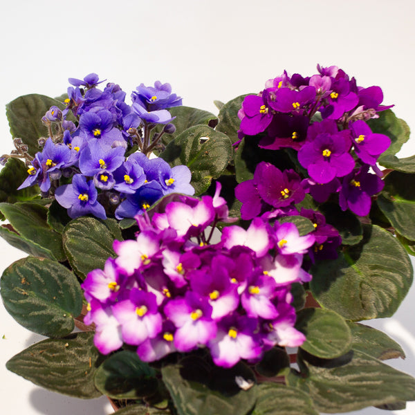 African Violet - Saintpaulia mixed - Choose One from our selection 12cm H20cm