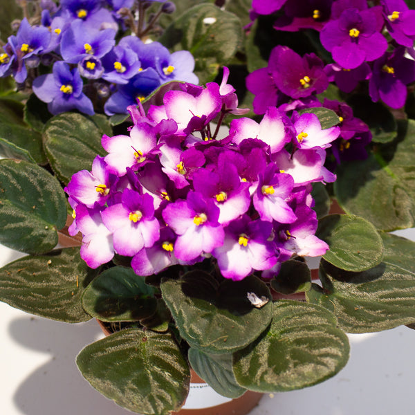 African Violet - Saintpaulia mixed - Choose One from our selection 12cm H20cm