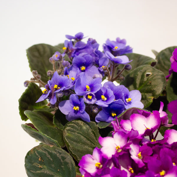 African Violet - Saintpaulia mixed - Choose One from our selection 12cm H20cm