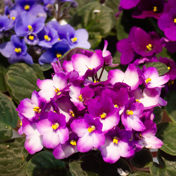 African Violet - Saintpaulia mixed - Choose One from our selection 12cm H20cm