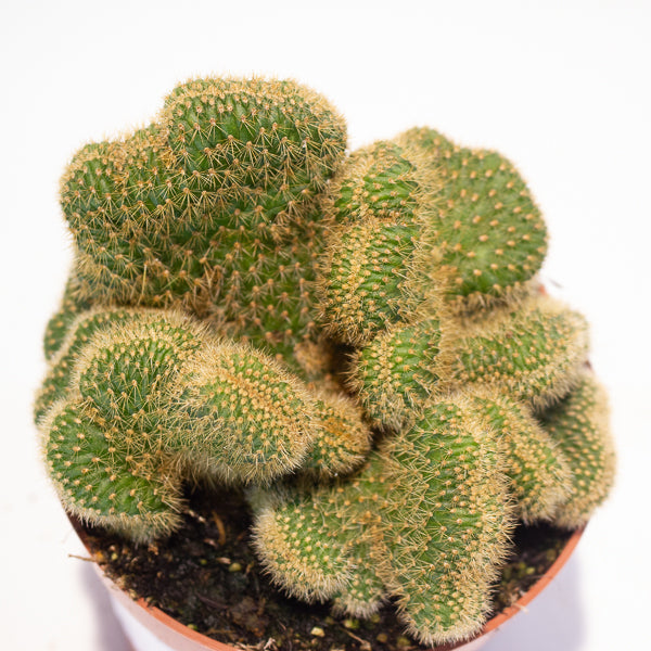Euphorbia Cristata - Choose One from our selection 12cm H20cm