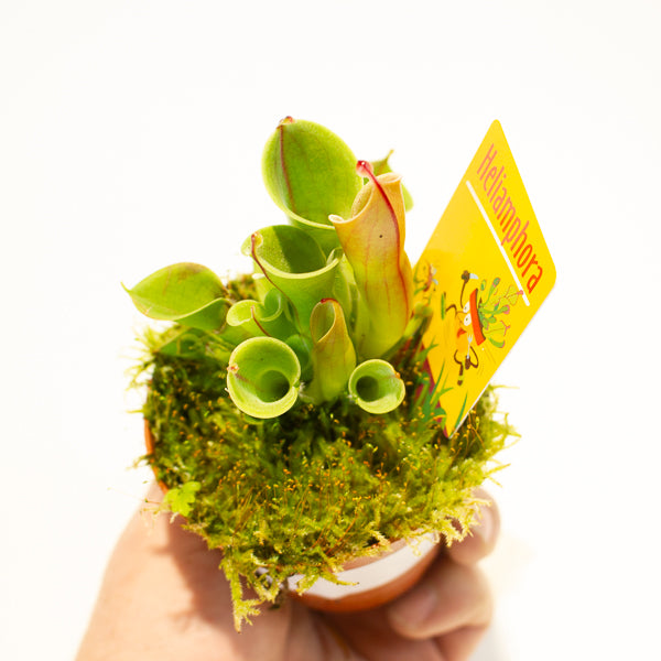 Heliamphora 8.5cm H12cm