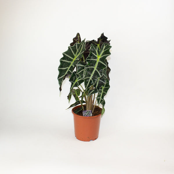 Alocasia Polly 17cm H50cm