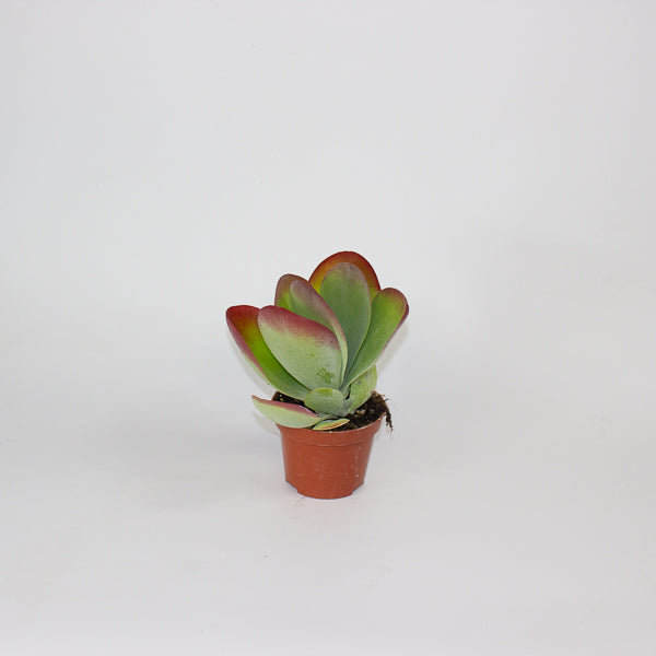 Kalanchoe Thyrsiflora 10.5cm H30cm