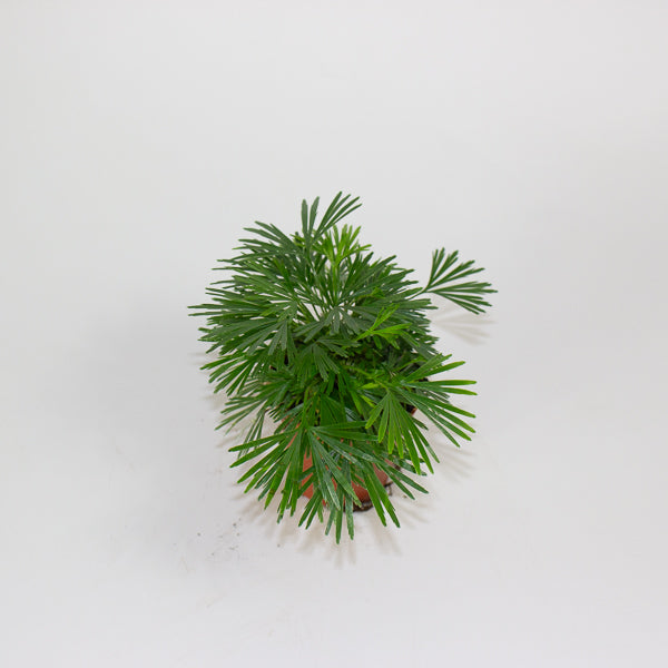 Eyelash Fern - Actiniopteris Australis 5.5cm H10cm