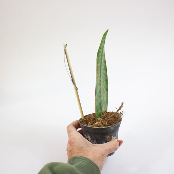 Sansevieria Masoniana Whale Fin 8.5cm H20cm