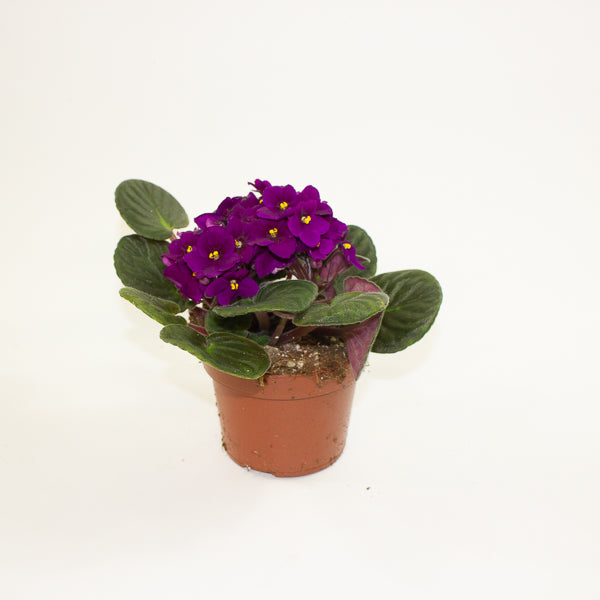 Saintpaulina - African Violet Mix 12cm H20cm