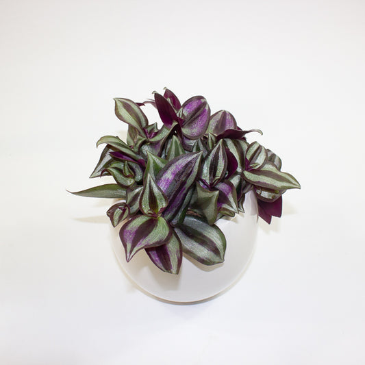 Tradescantia Zebrina in pot 9cm H10cm