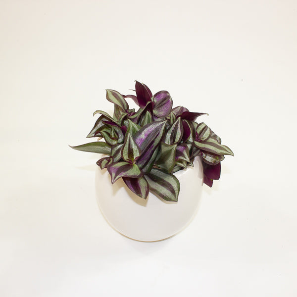 Tradescantia Zebrina in pot 9cm H10cm