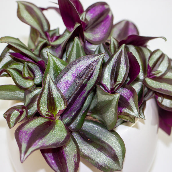 Tradescantia Zebrina in pot 9cm H10cm