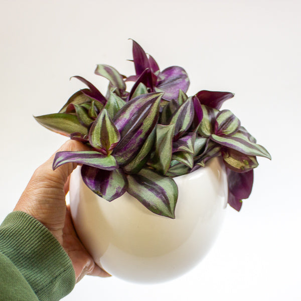 Tradescantia Zebrina in pot 9cm H10cm