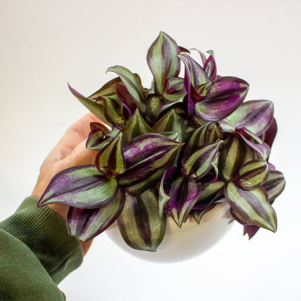 Tradescantia Zebrina in pot 9cm H10cm