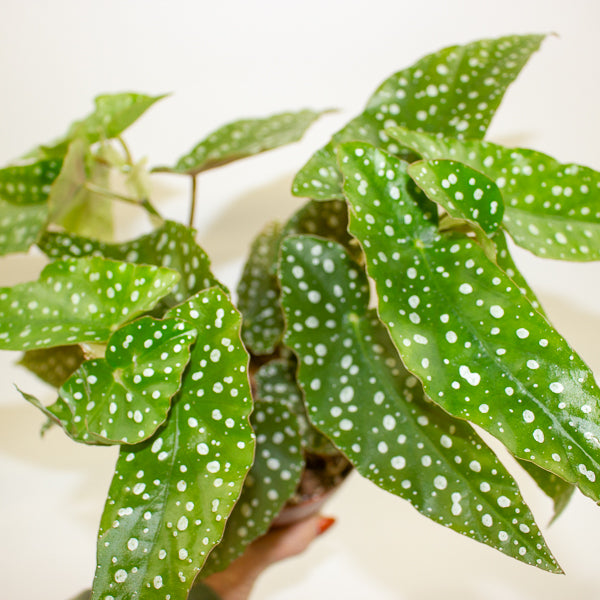 Begonia Maculata Silverspot 12cm H20cm