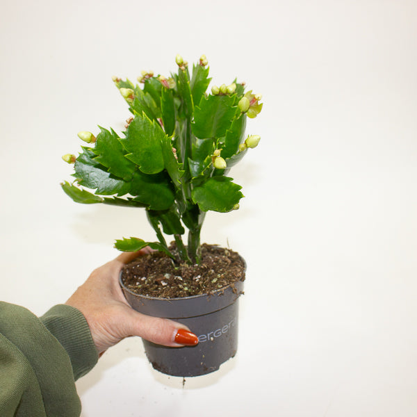 Schlumbergia - Christmas Cacti Mixed 10.5cm H20cm