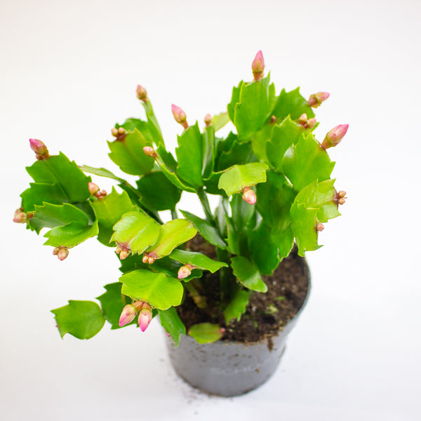 Schlumbergia - Christmas Cacti Mixed 10.5cm H20cm