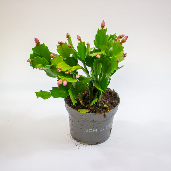 Schlumbergia - Christmas Cacti Mixed 10.5cm H20cm