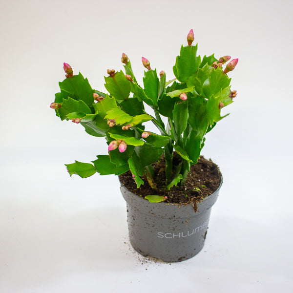Schlumbergia - Christmas Cacti Mixed 10.5cm H20cm